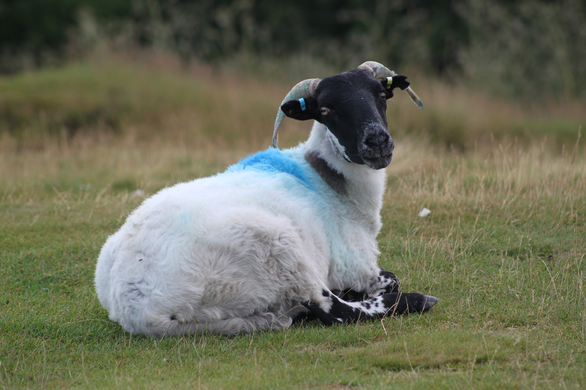 Canon EF 75-300mm f/4-5.6 sample photo. Ewe  in the north yorck moores photography