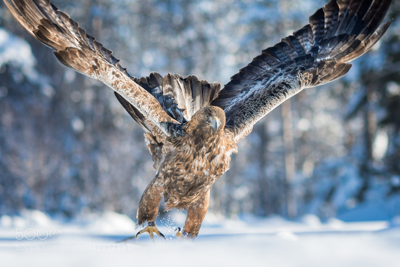 Nikon D500 sample photo. Golden eagle photography