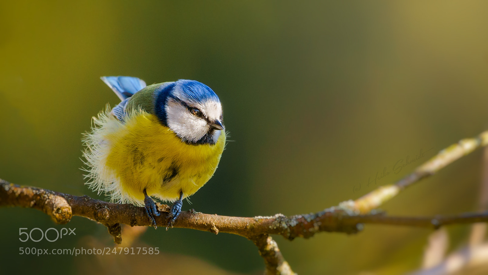 Sony a7 II sample photo. Die blaumeise photography