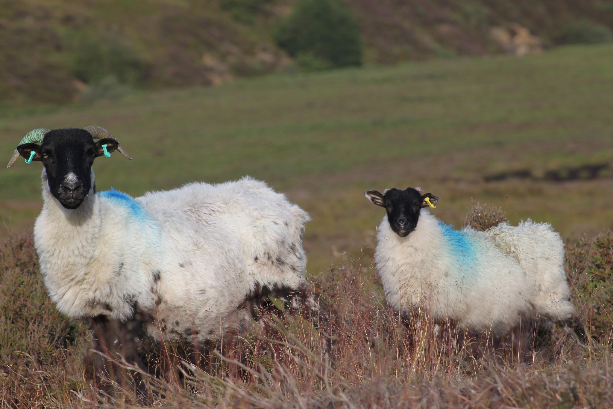 Canon EF 75-300mm f/4-5.6 sample photo. Ewe and lamb in the north yorck moores photography