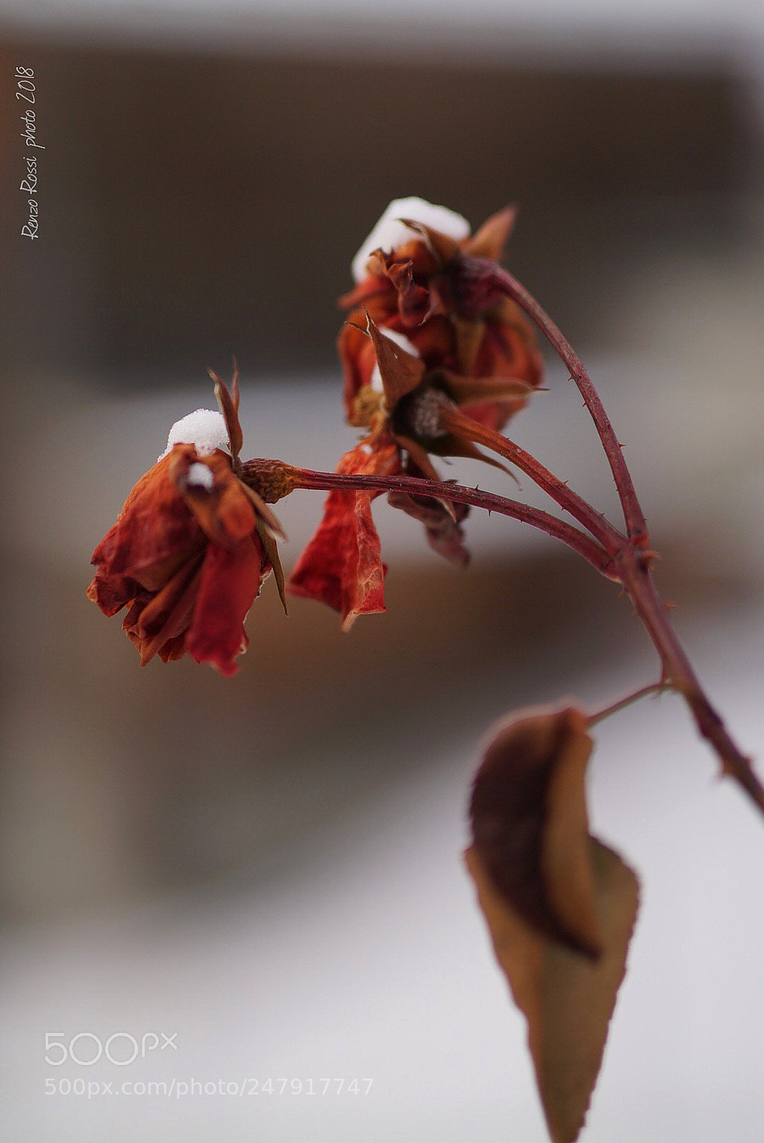Sony ILCA-77M2 sample photo. The rose in the photography