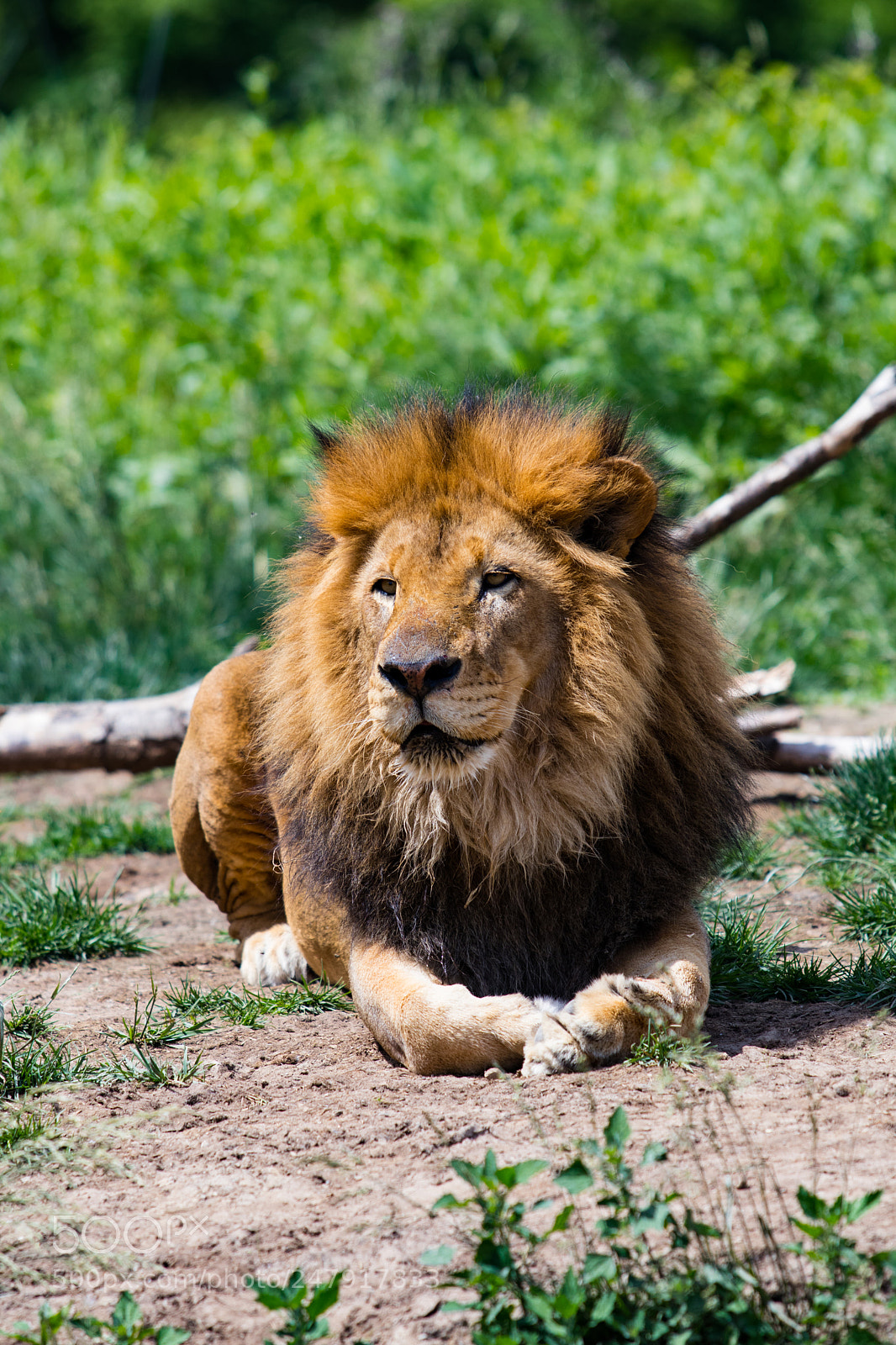 Canon EOS 80D sample photo. Sunbathing lion photography