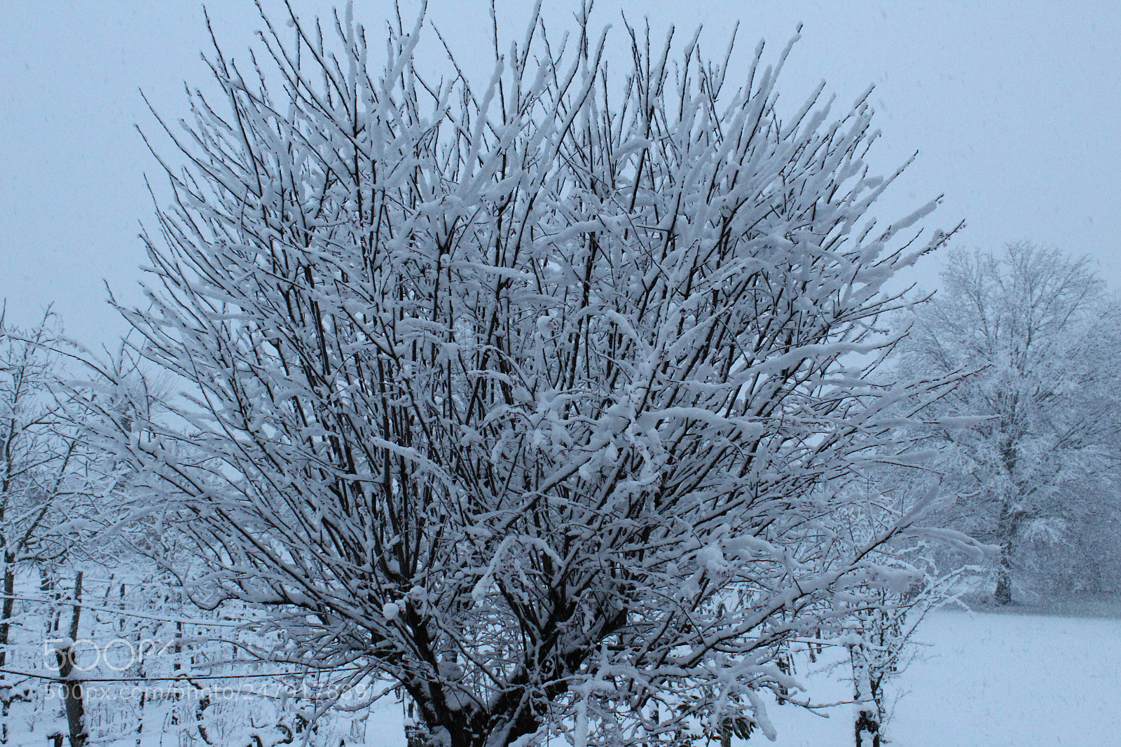 Canon EOS 1300D (EOS Rebel T6 / EOS Kiss X80) sample photo. Frost tree photography