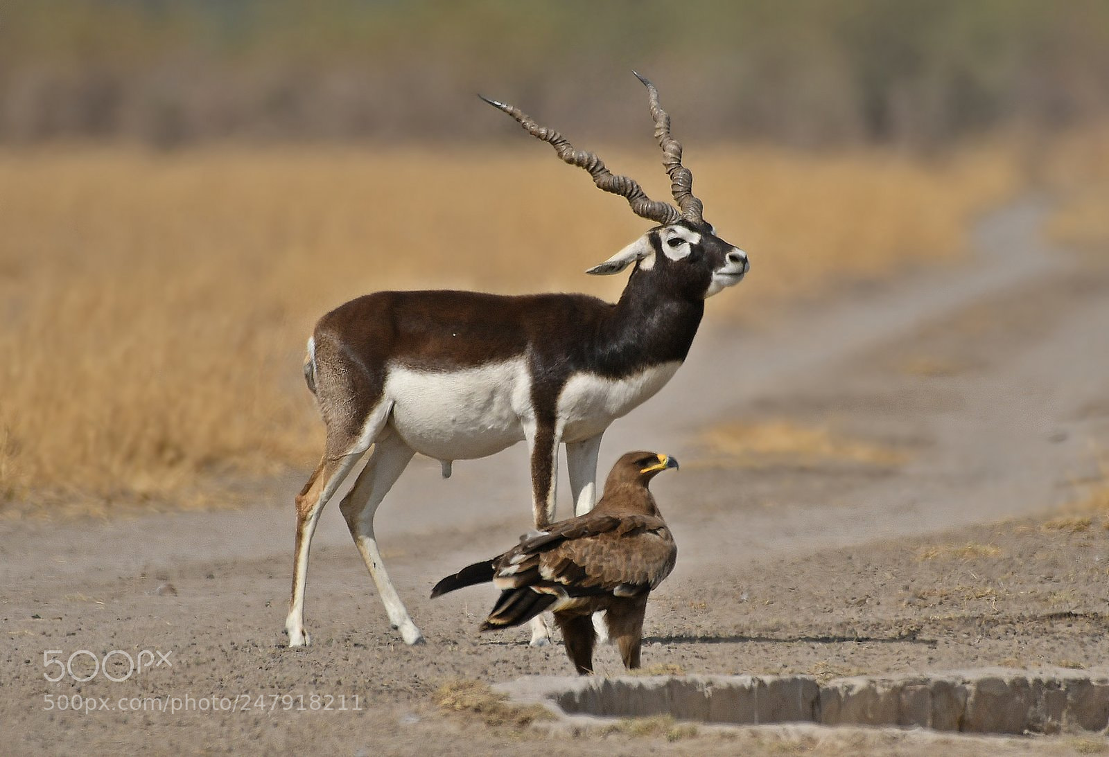 Nikon D500 sample photo. Living in harmony together photography