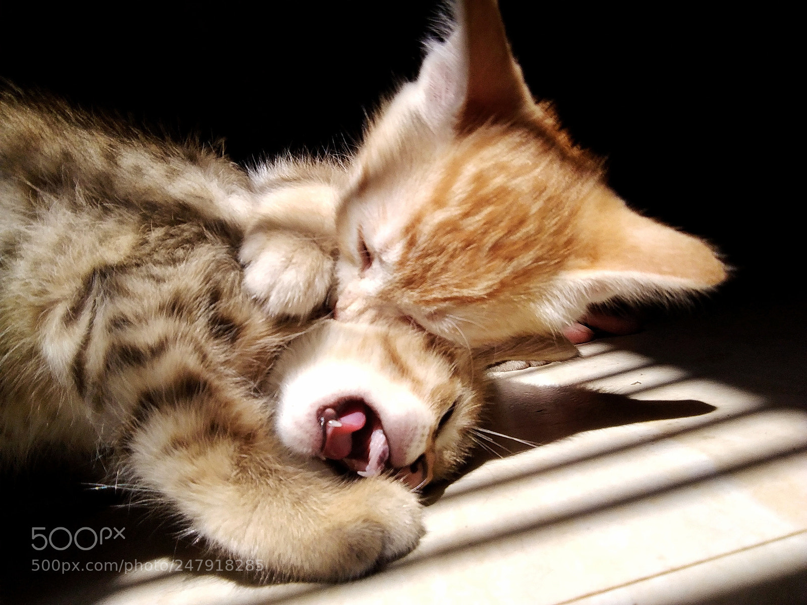 Xiaomi Redmi Note 4 sample photo. Cuteness. photography