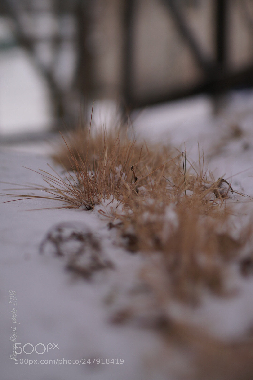 Sony ILCA-77M2 sample photo. Tufts composition photography