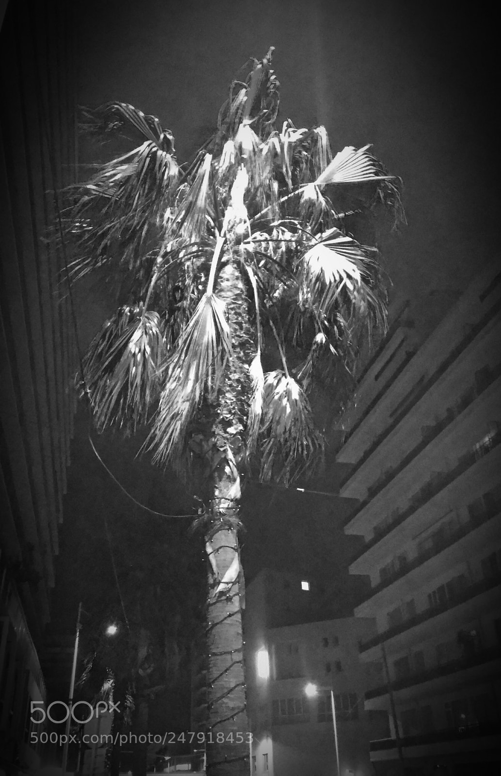 ASUS ZenFone 3 Max (ZC553KL) sample photo. Palm tree by night photography