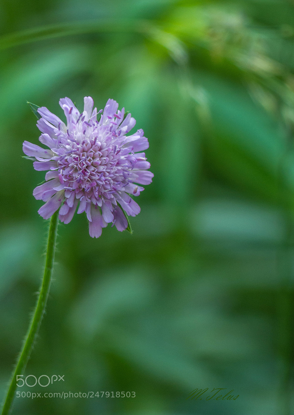 Panasonic Lumix DMC-FZ200 sample photo. Niby to jeden kwiat photography