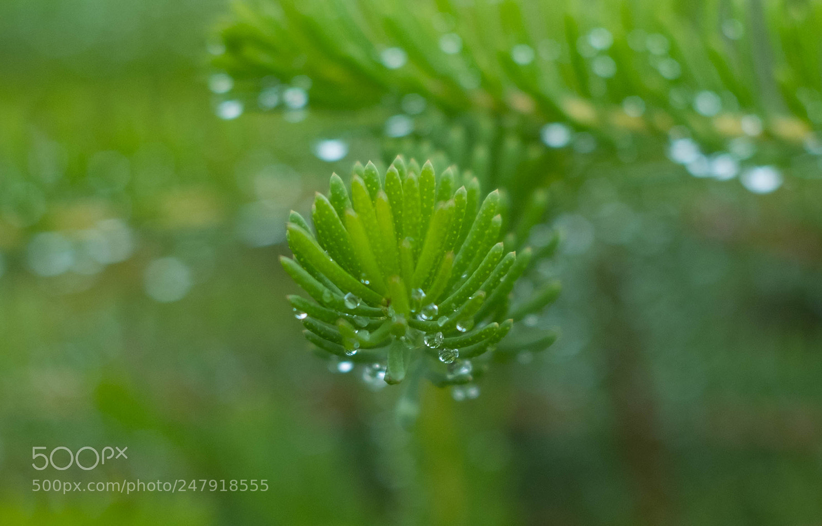 Fujifilm X-T2 sample photo. Green and dewy photography