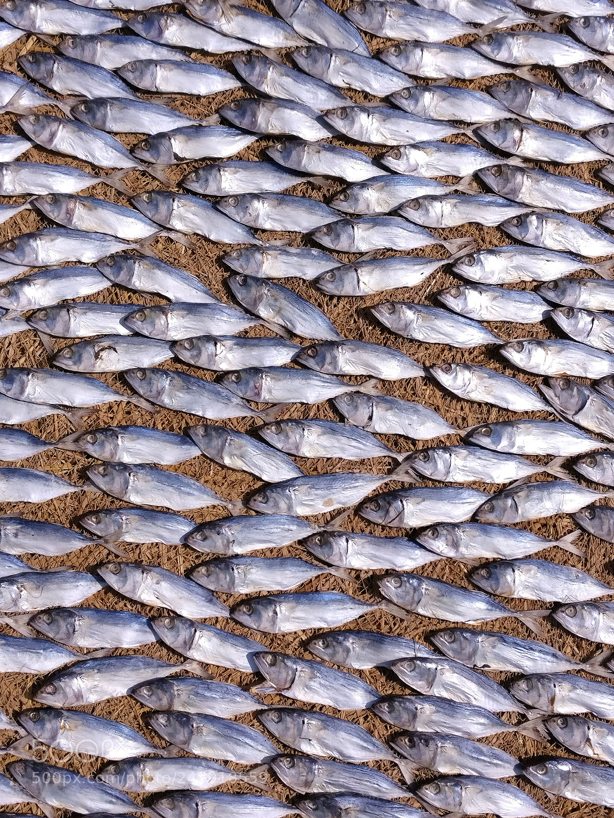 OnePlus A3003 sample photo. Dry fish photography