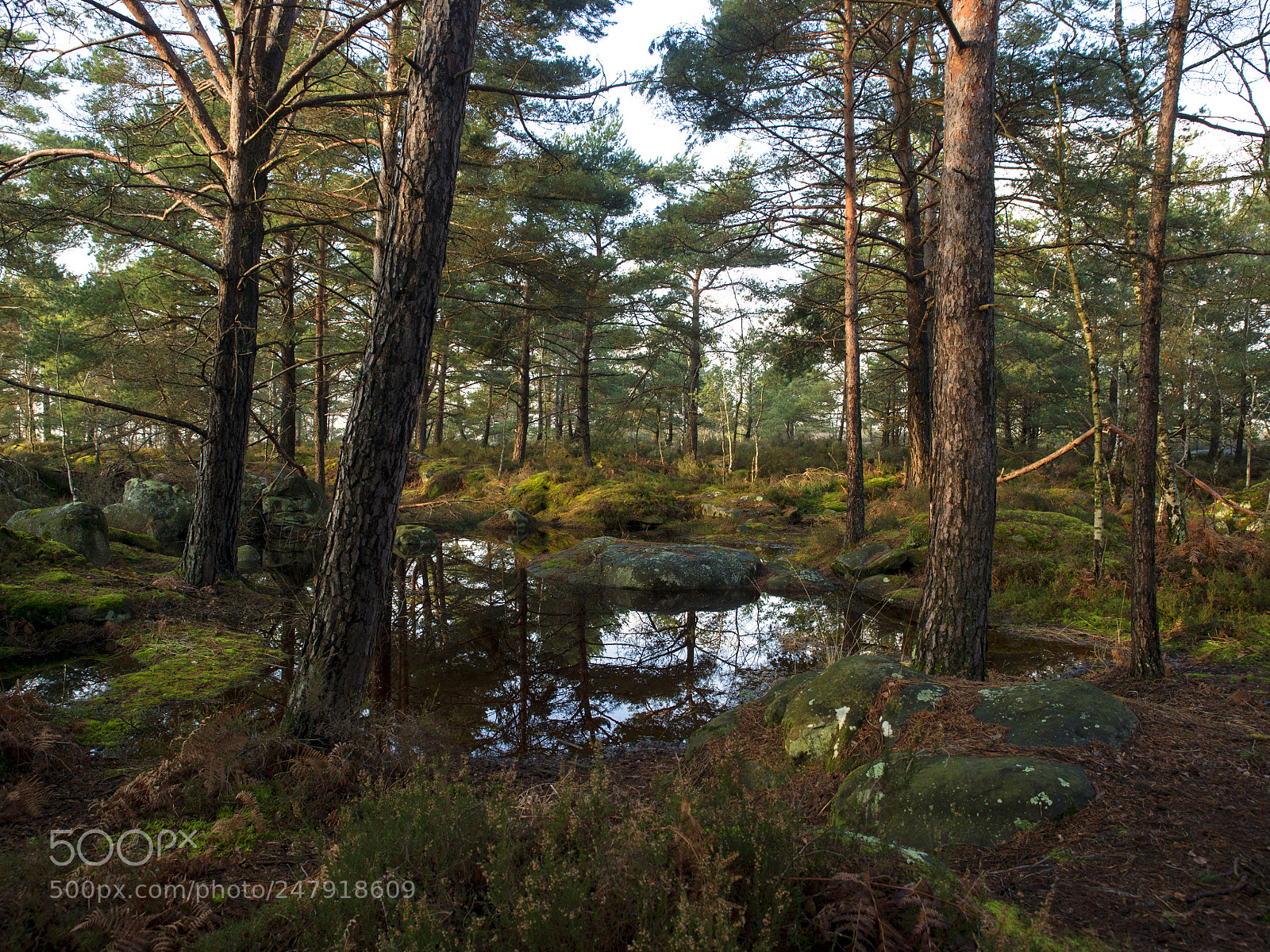 Nikon Df sample photo. Fontainebleau - i photography