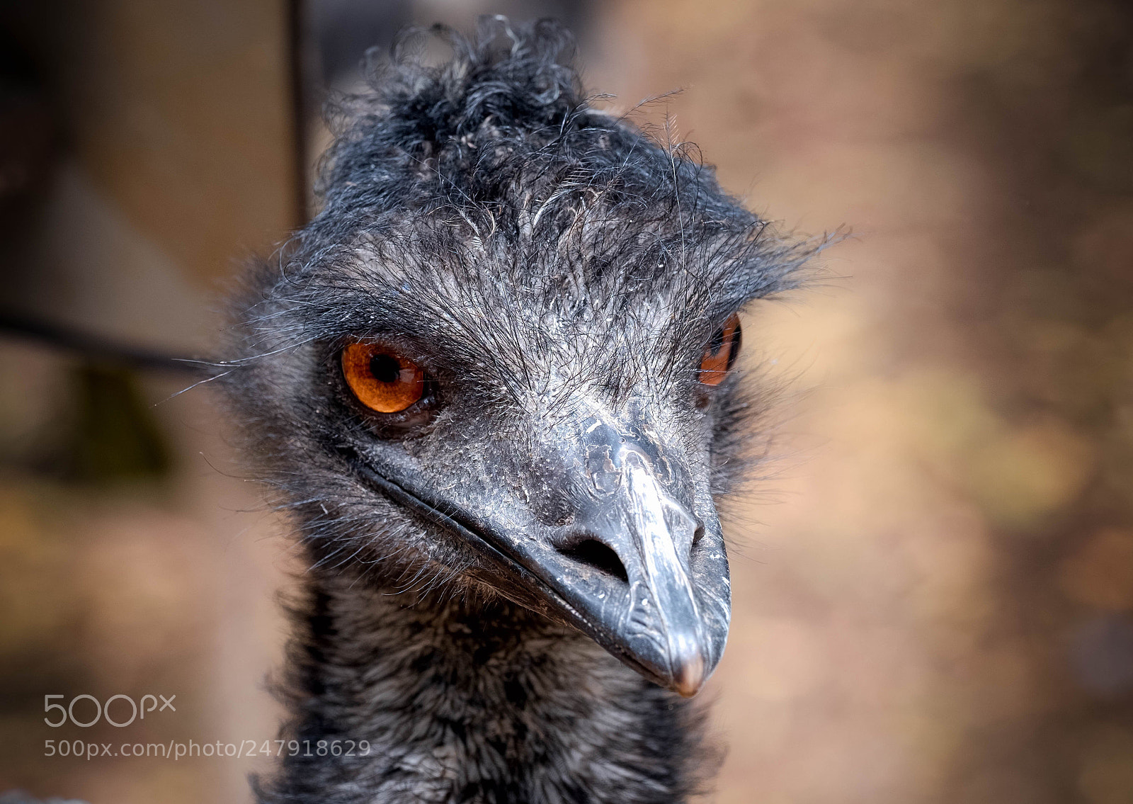 Fujifilm X-T2 sample photo. Emu at healesville, victoria. photography