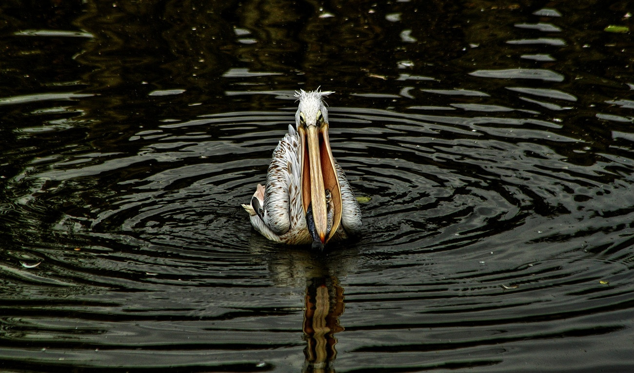 Canon EF 70-300mm F4-5.6 IS USM sample photo. On hunting photography
