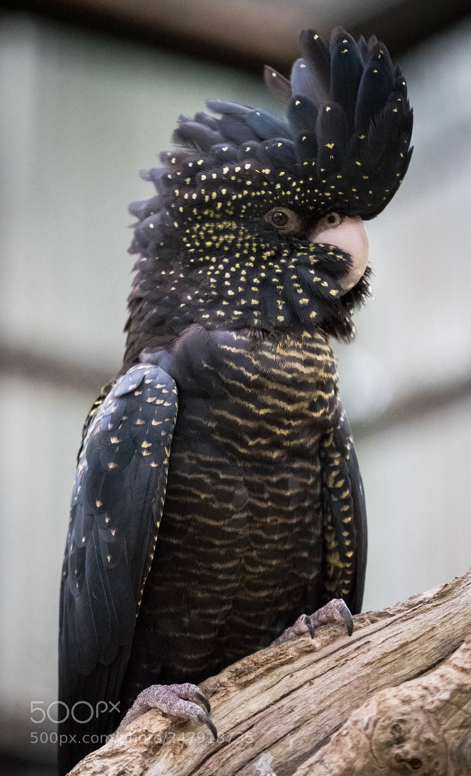 Fujifilm X-T2 sample photo. Cockatoo photography