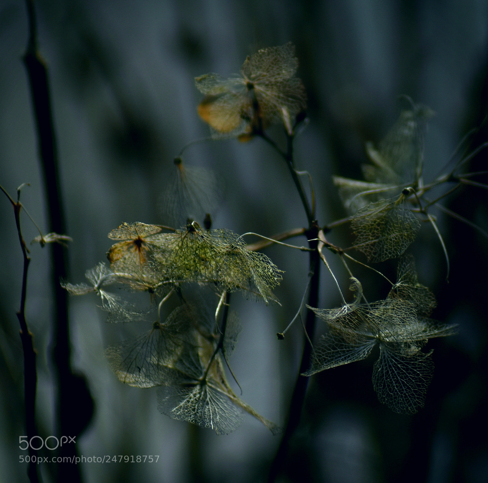 Nikon D5500 sample photo. Wild in winter photography