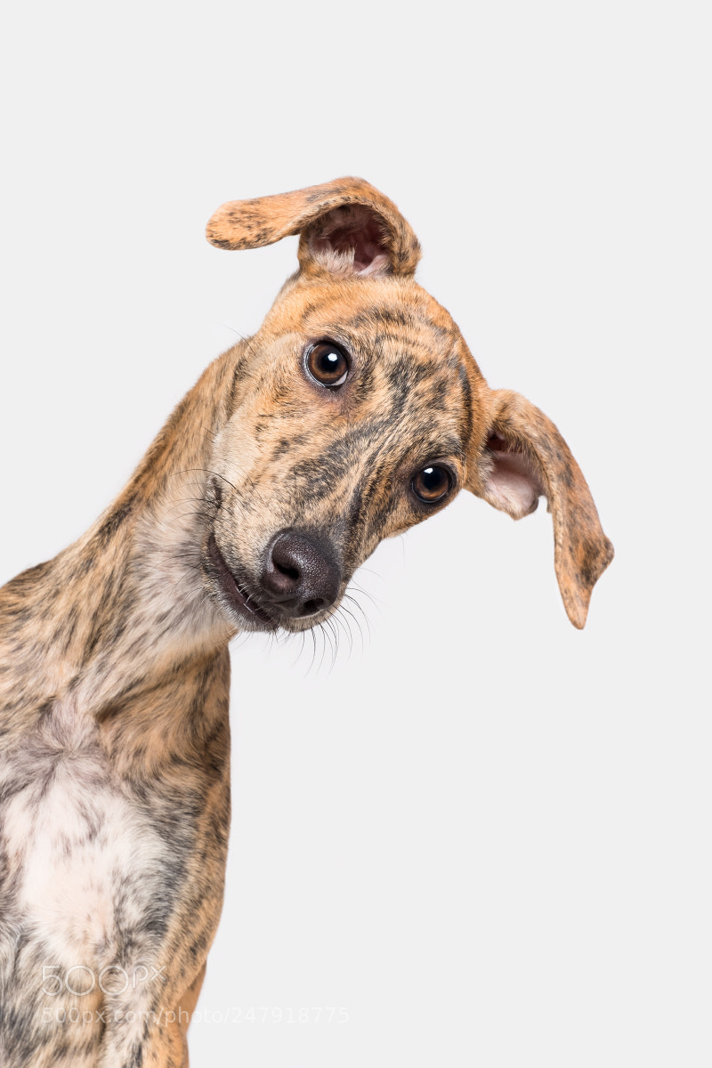 Fujifilm X-T2 sample photo. Galgo baby dobby says photography