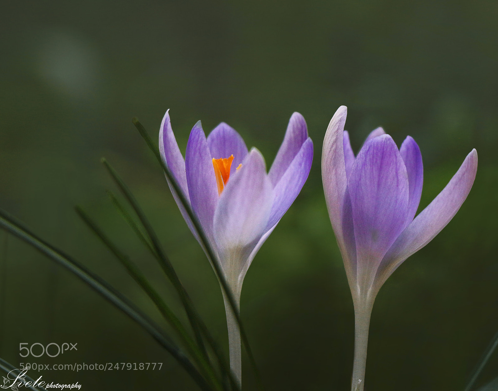 Canon EOS 700D (EOS Rebel T5i / EOS Kiss X7i) sample photo. Spring is coming.. photography