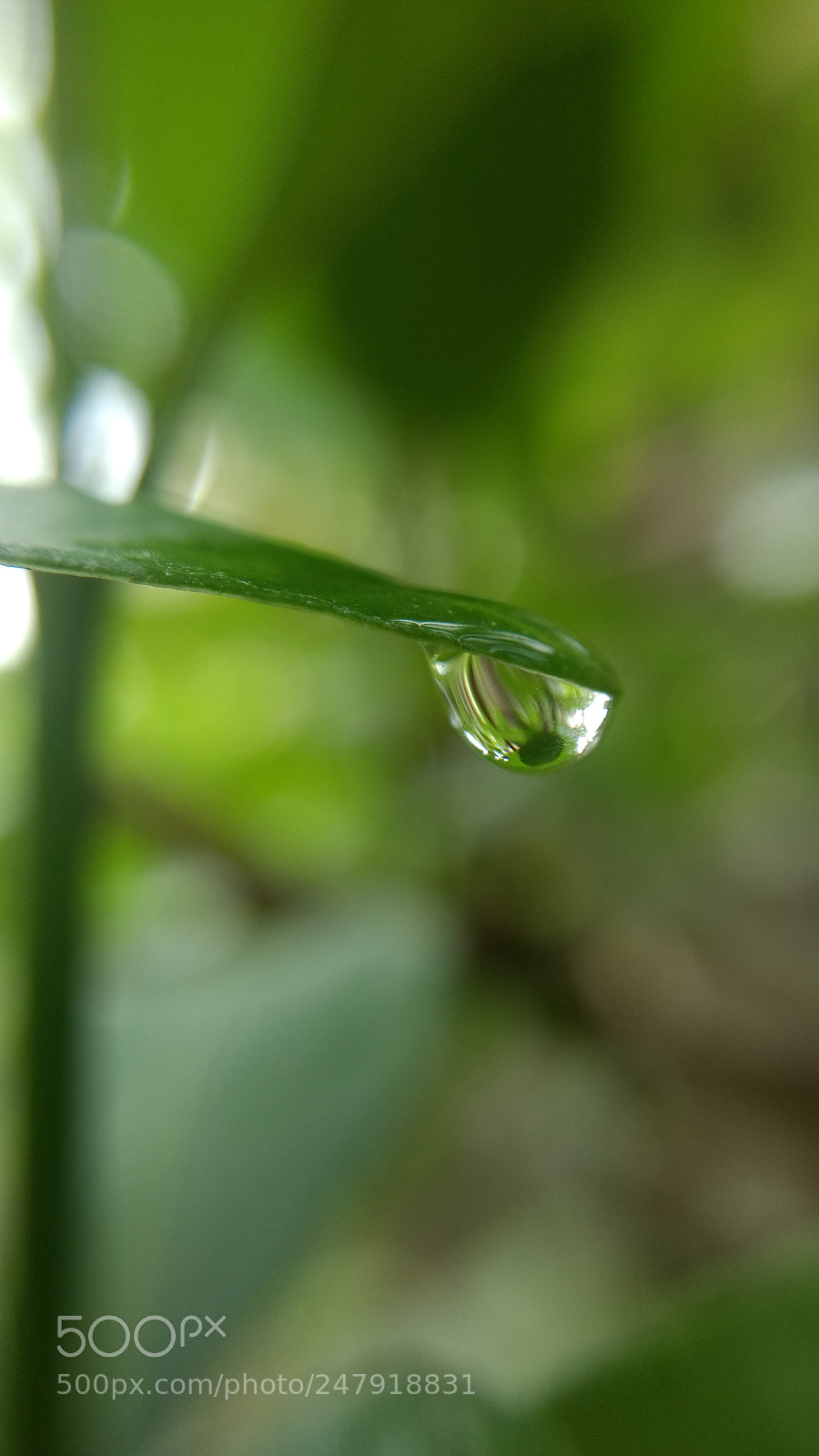 Motorola Moto G (4) sample photo. Drops photography