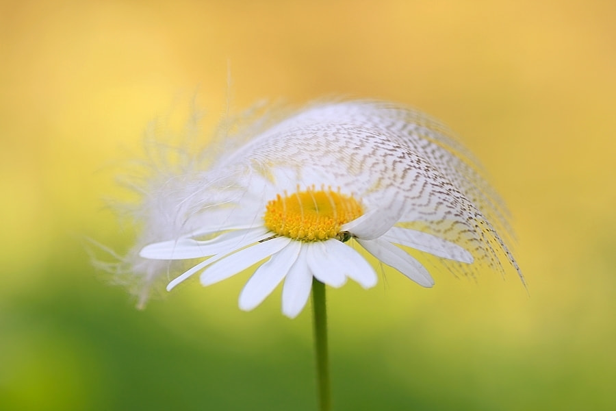 Tamron SP AF 90mm F2.8 Di Macro sample photo. Federleicht photography