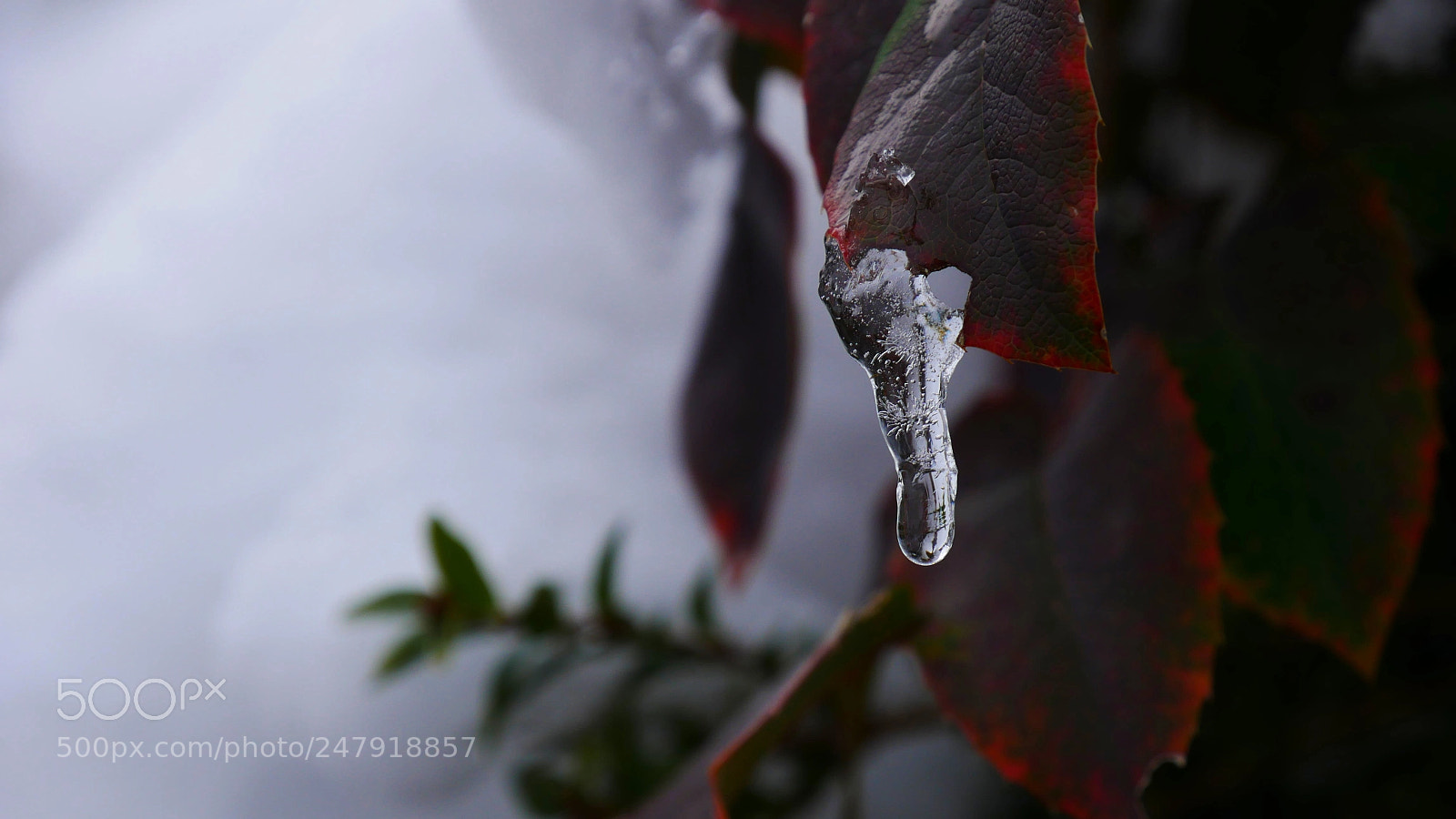 Panasonic Lumix DMC-GX85 (Lumix DMC-GX80 / Lumix DMC-GX7 Mark II) sample photo. Icicle photography