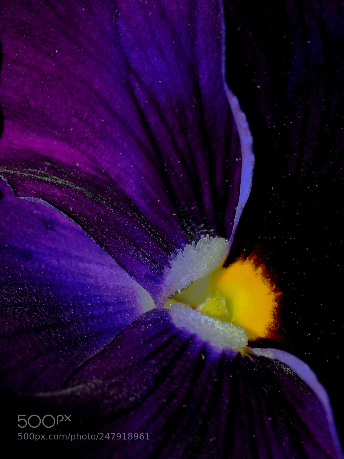 Nikon D3 sample photo. Pansy photography