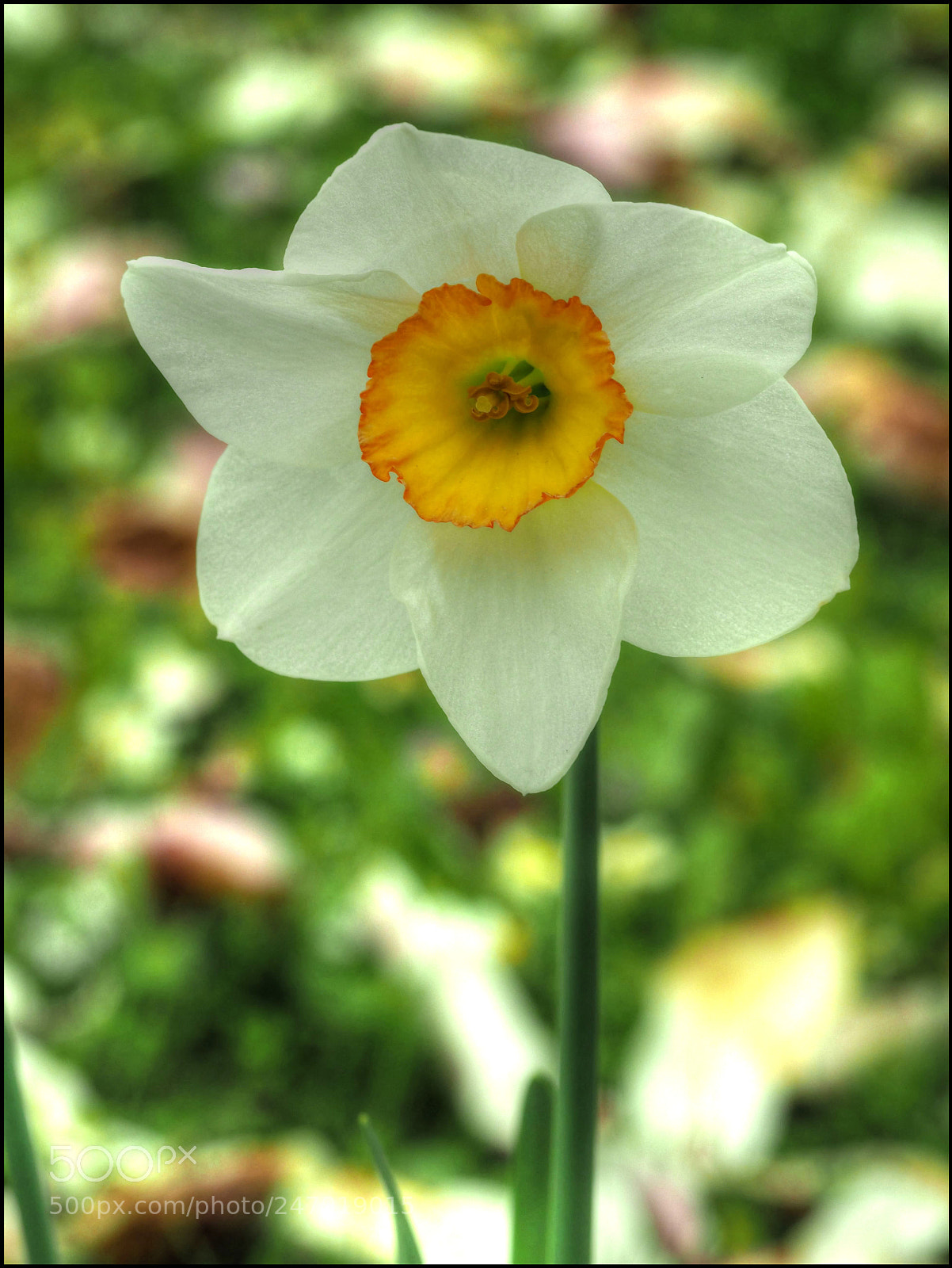 Olympus OM-D E-M1 Mark II sample photo. N a r z photography