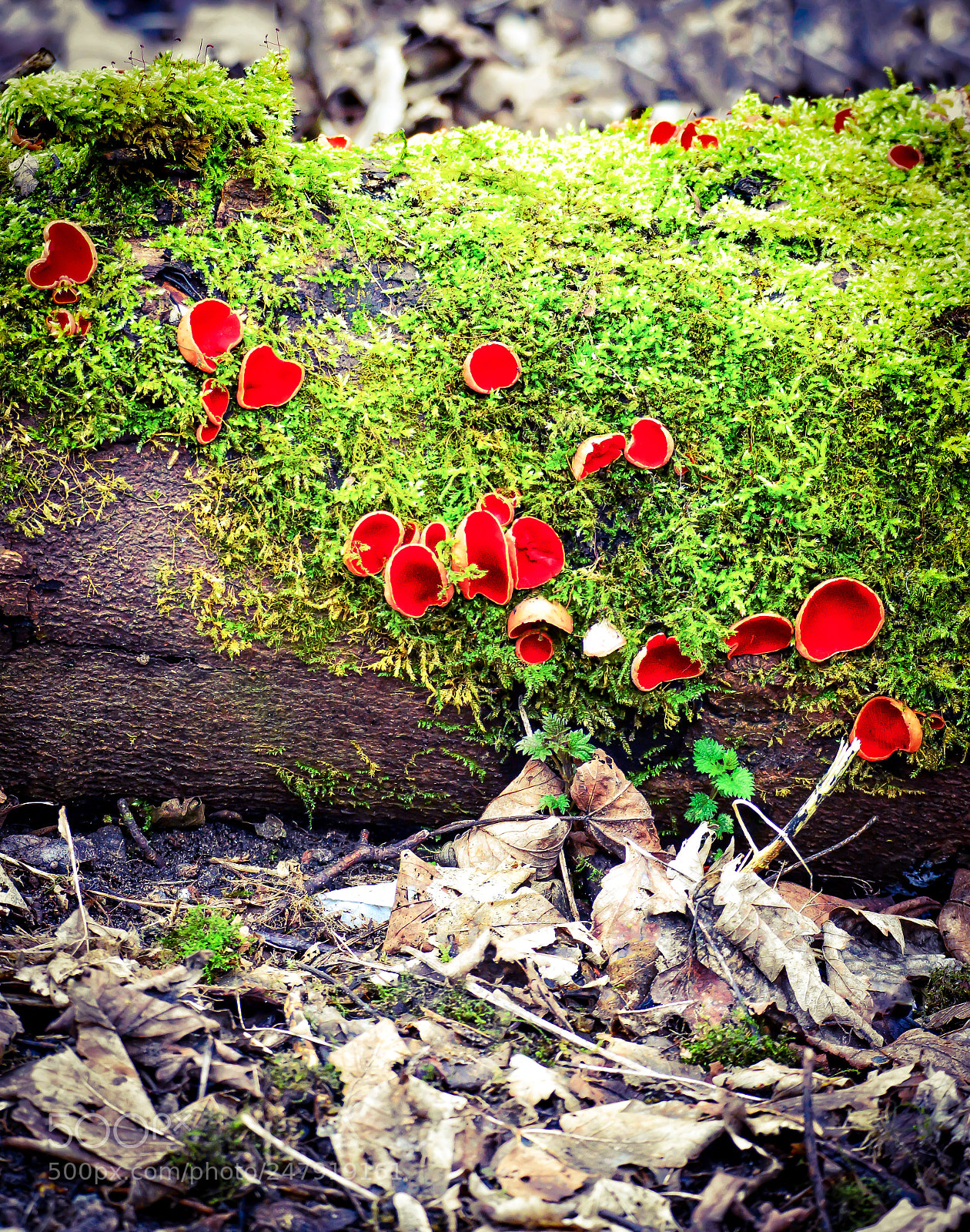 Nikon D3200 sample photo. Mushrooms photography
