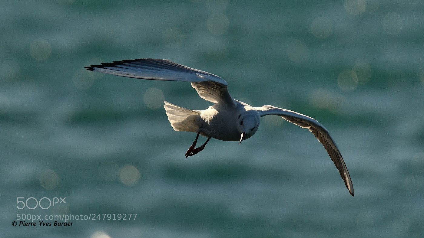 Nikon D500 sample photo. Blackhead gull photography
