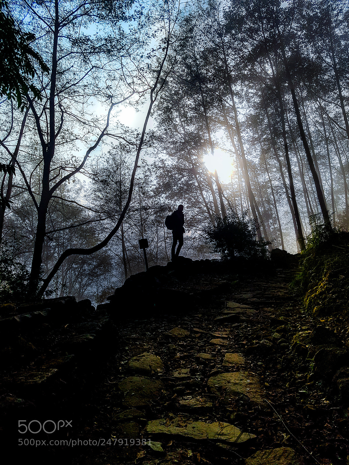 Samsung Galaxy S7 sample photo. Into the woods photography