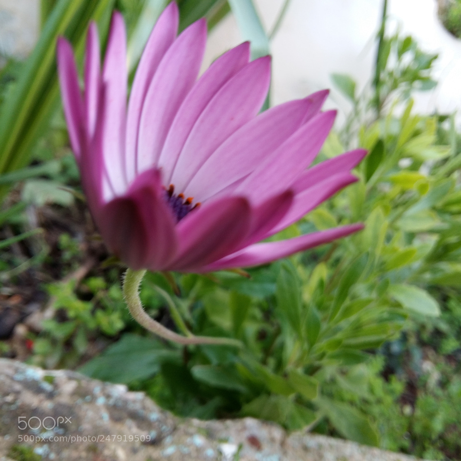 Samsung Galaxy A5 sample photo. Untitled photography