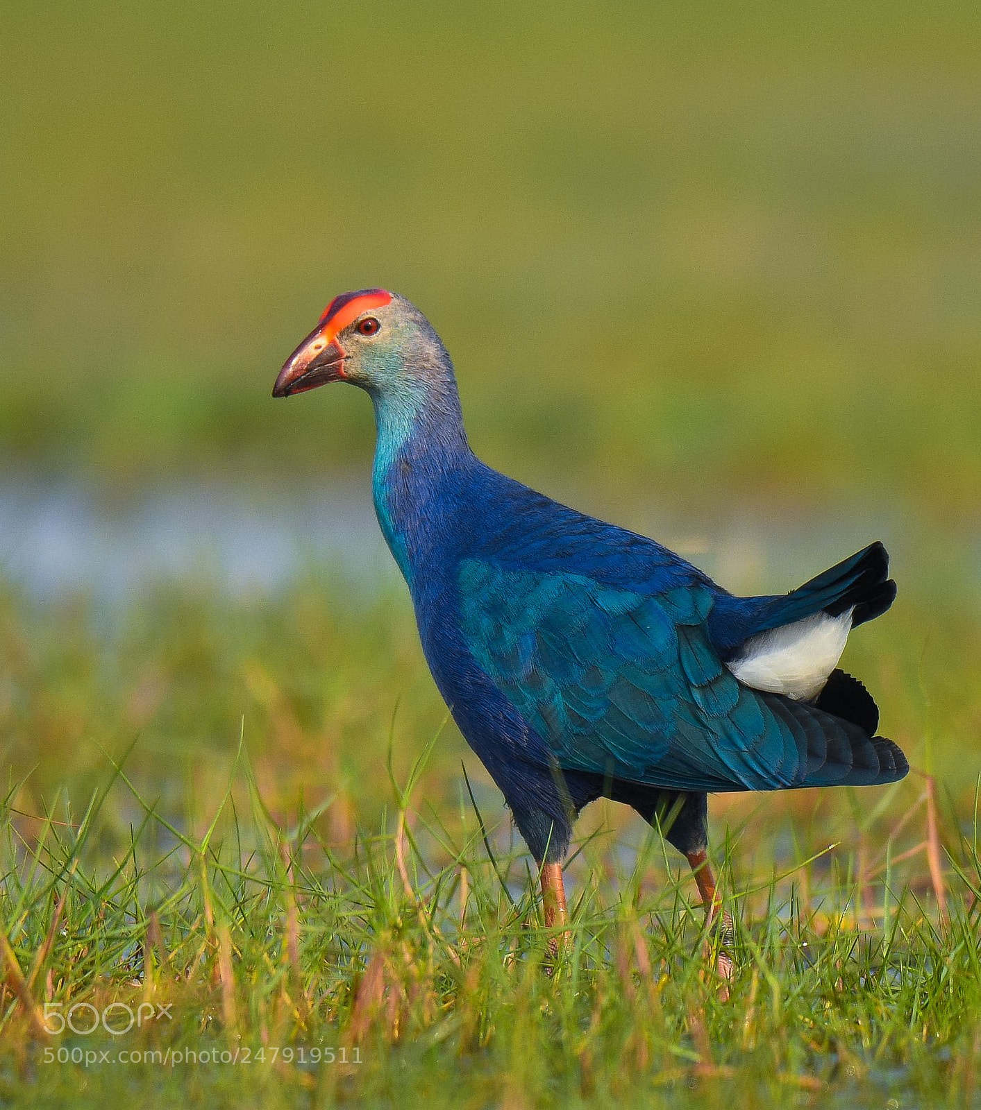 Nikon D500 sample photo. Purple moorhen photography