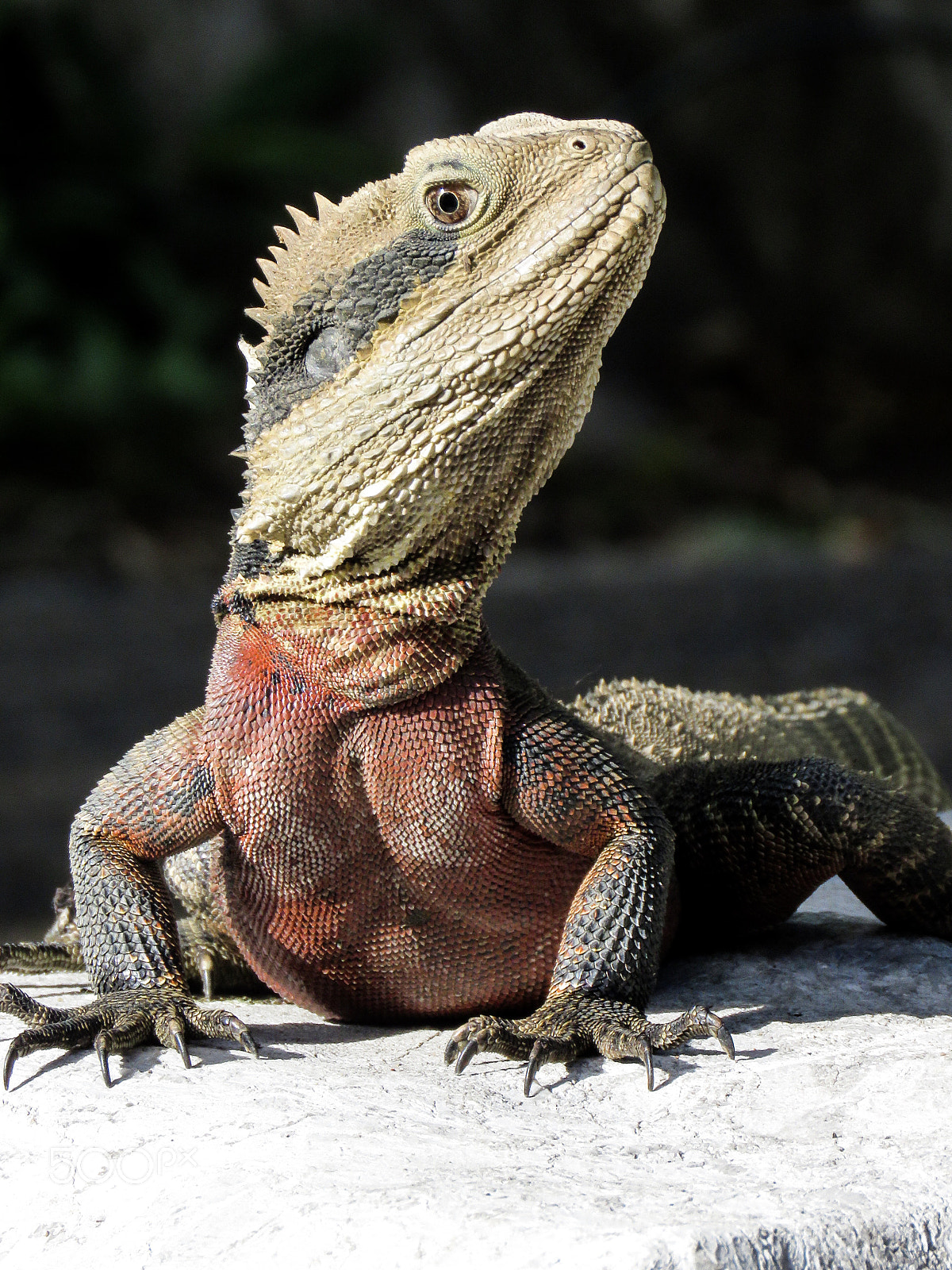 Canon PowerShot SX60 HS sample photo. Lizard first plane photography