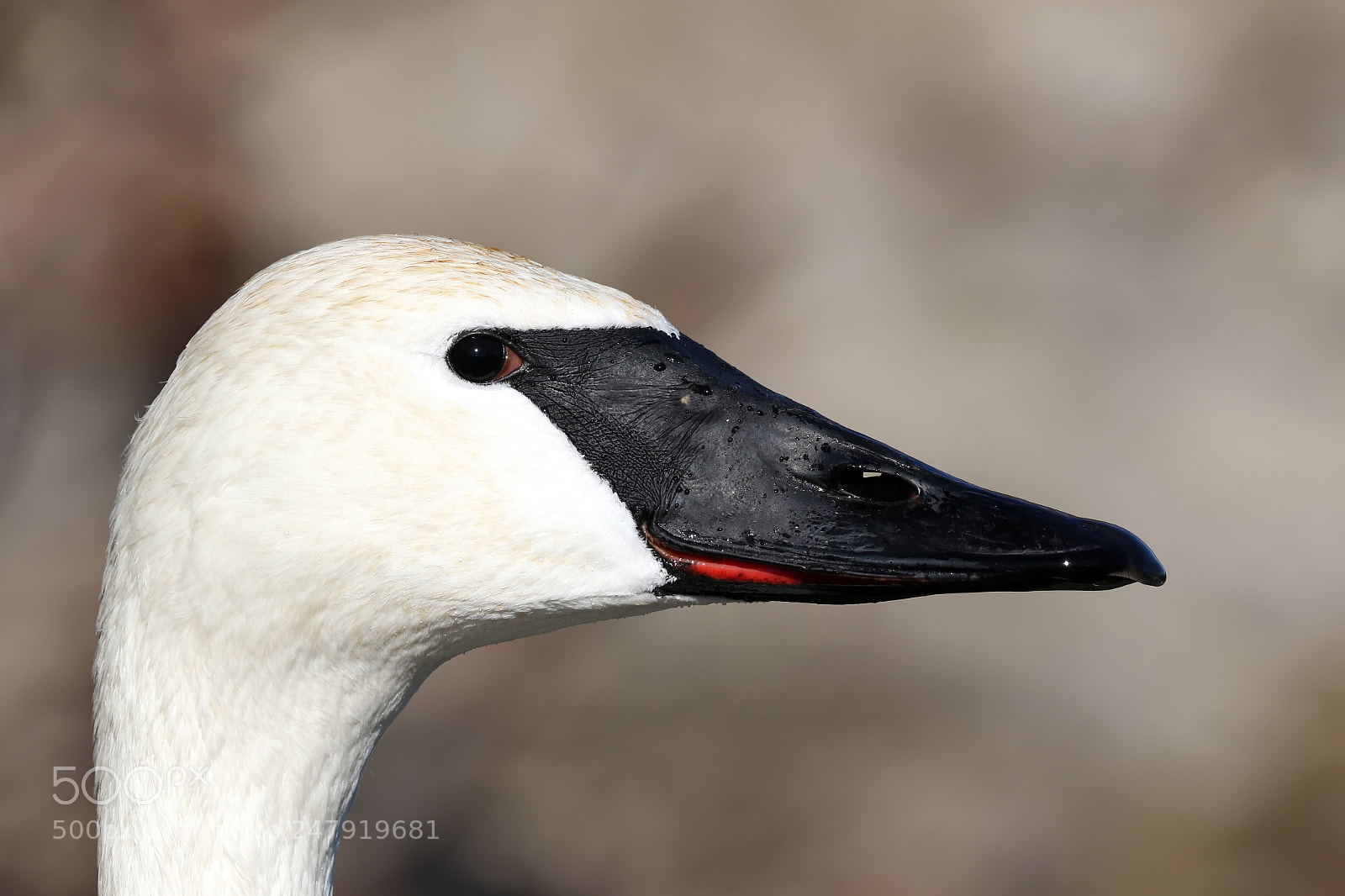 Canon EOS 7D Mark II sample photo. Trumpeter swan photography