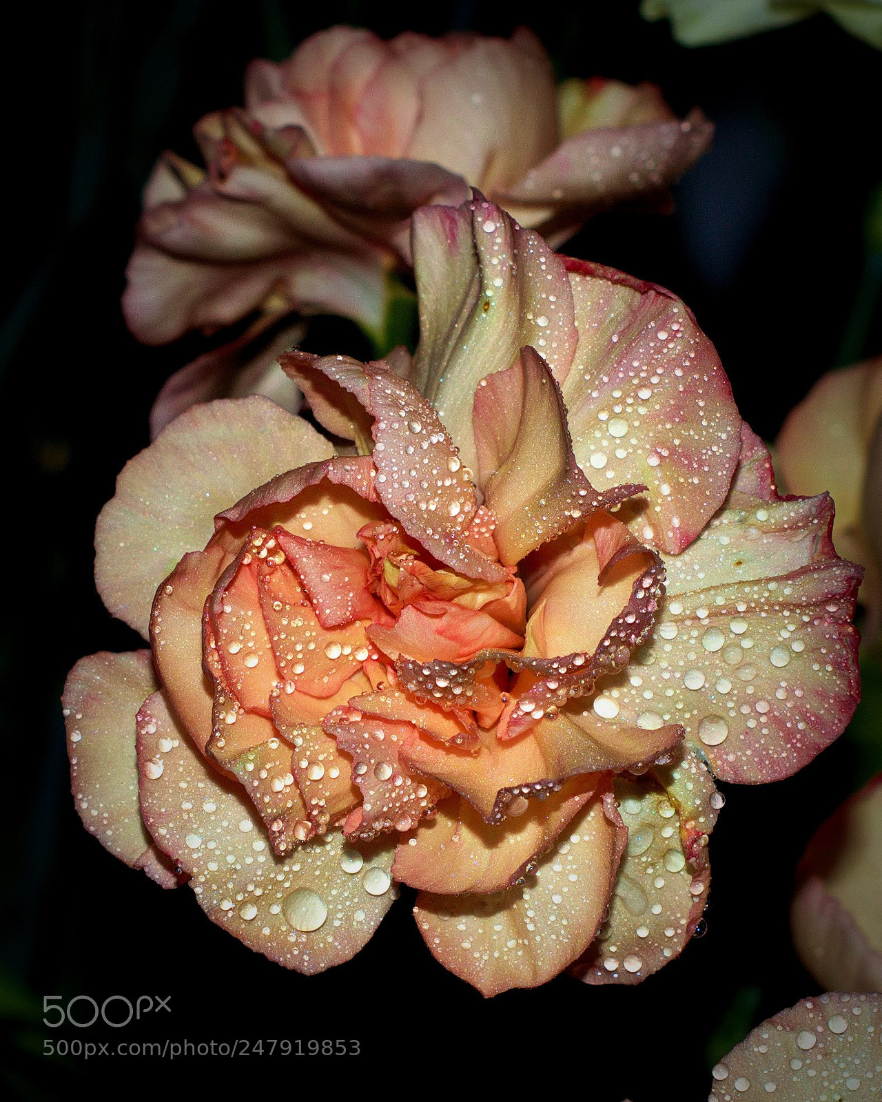 Nikon D3200 sample photo. Carnation -- orange photography