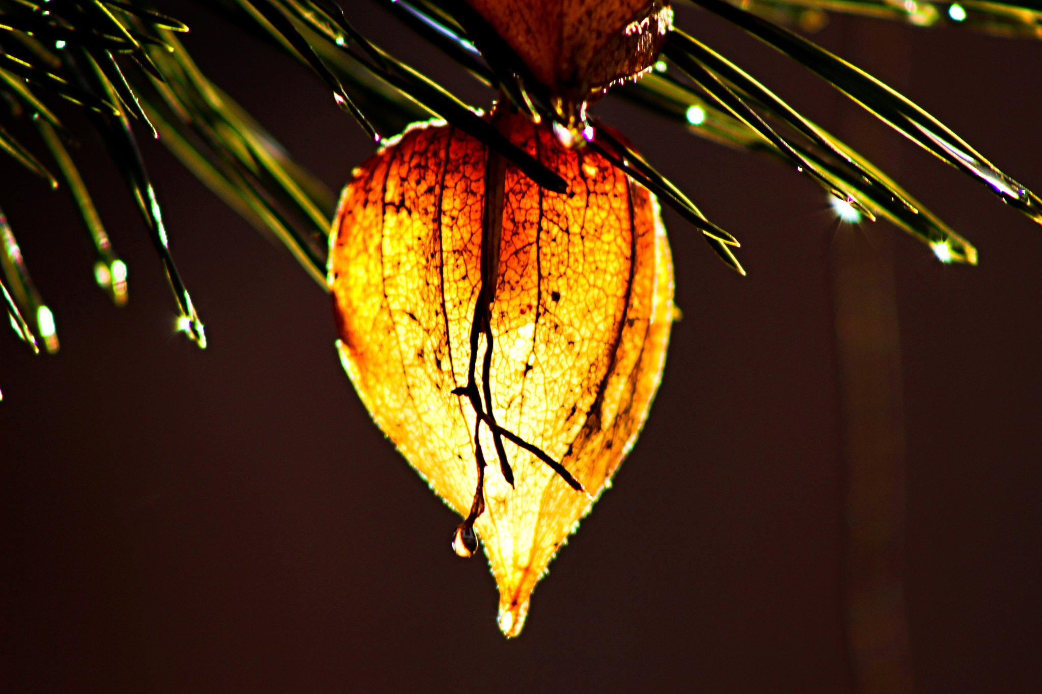 Canon EF 75-300mm f/4-5.6 sample photo. () photography
