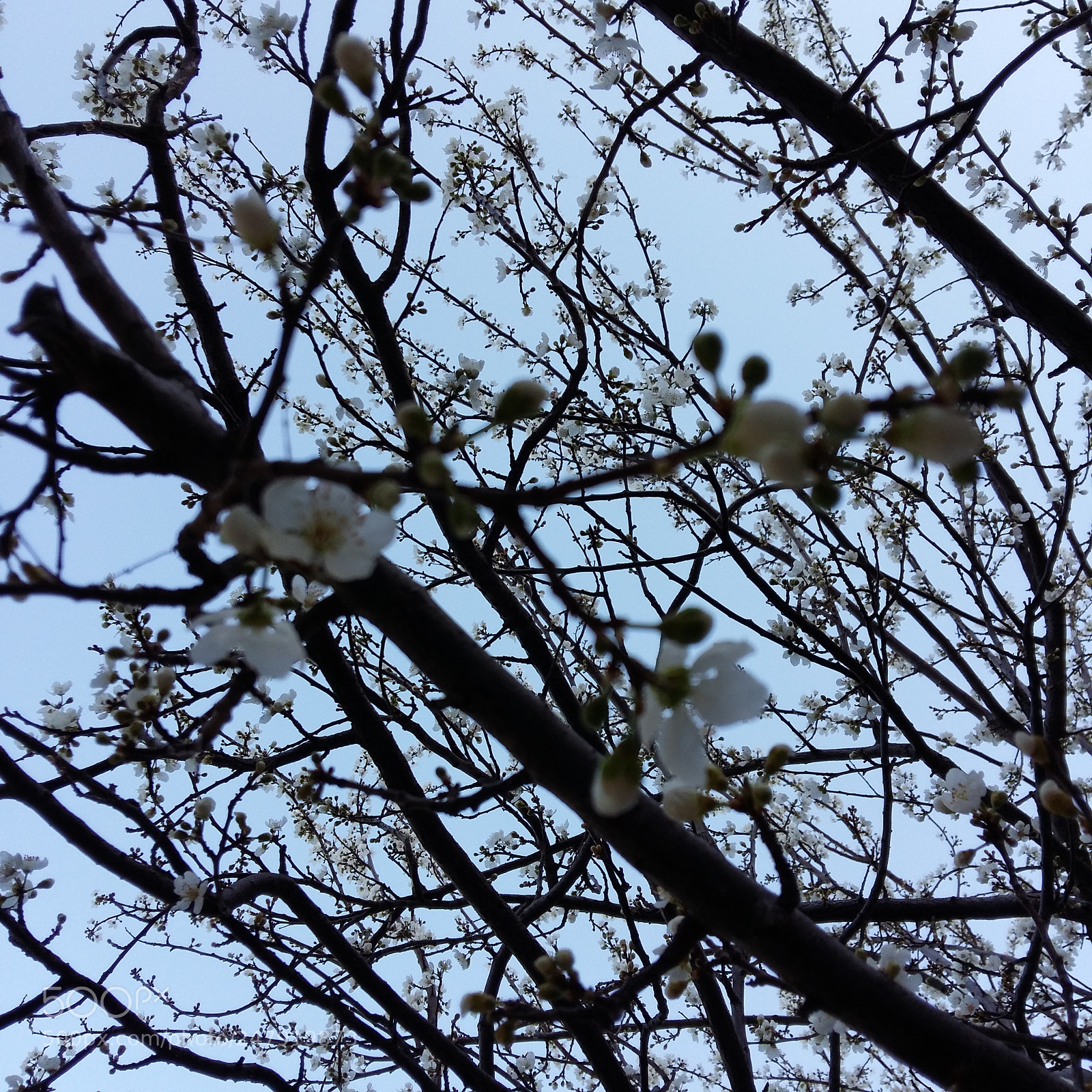 Samsung Galaxy A5 sample photo. Untitled photography