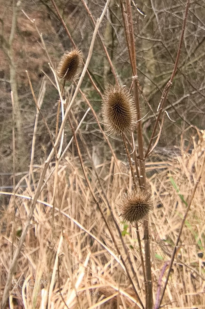 Nikon D2X sample photo. Wild grass photography