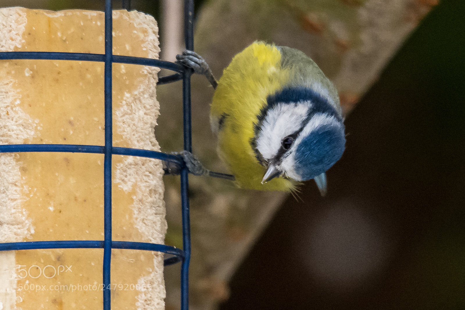 Nikon D850 sample photo. Down tit photography