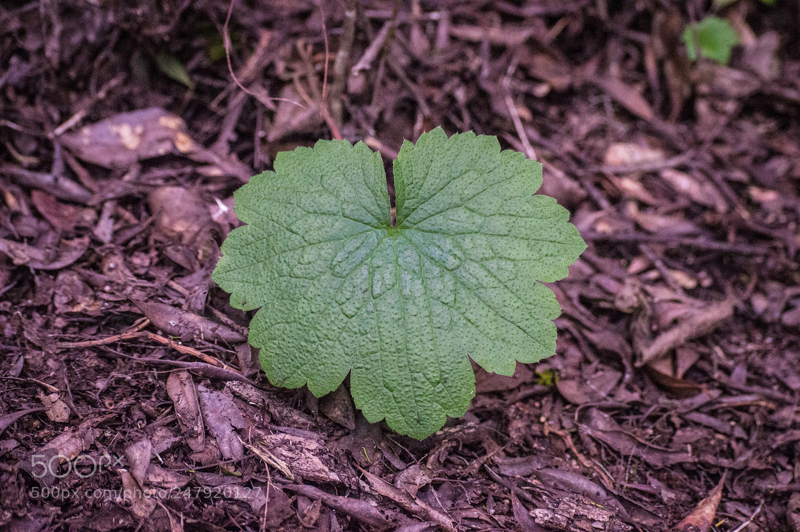 Nikon D3200 sample photo. Leaf photography