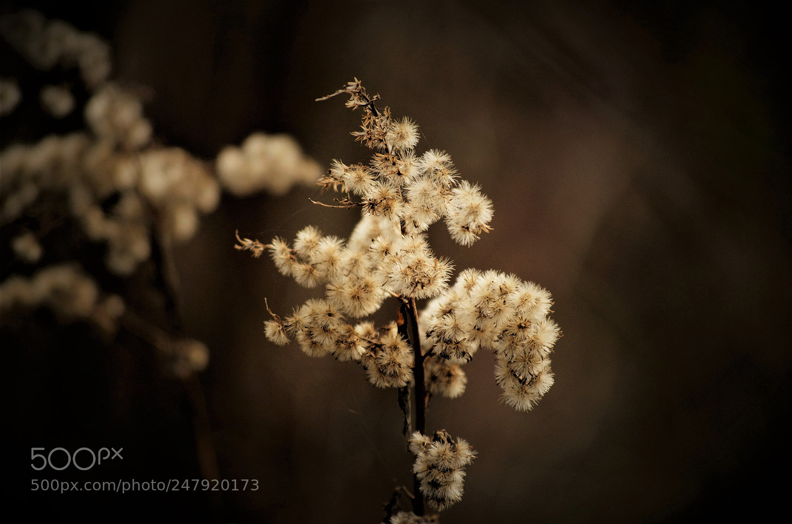 Nikon D5100 sample photo. Soft touch photography