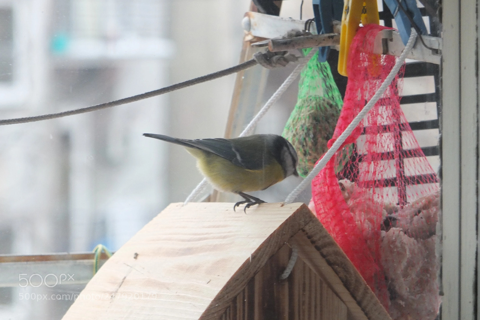 Fujifilm X-S1 sample photo. Plavetna sjenica (cyanistes caeruleus) photography