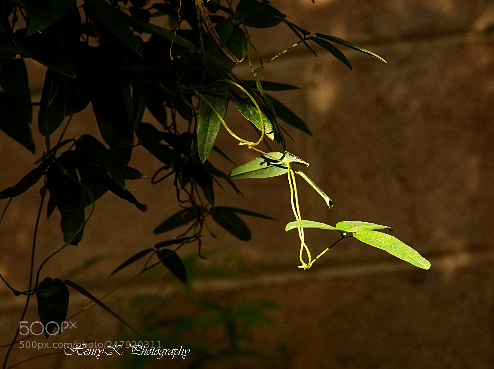 Nikon D7100 sample photo. Coming to light photography