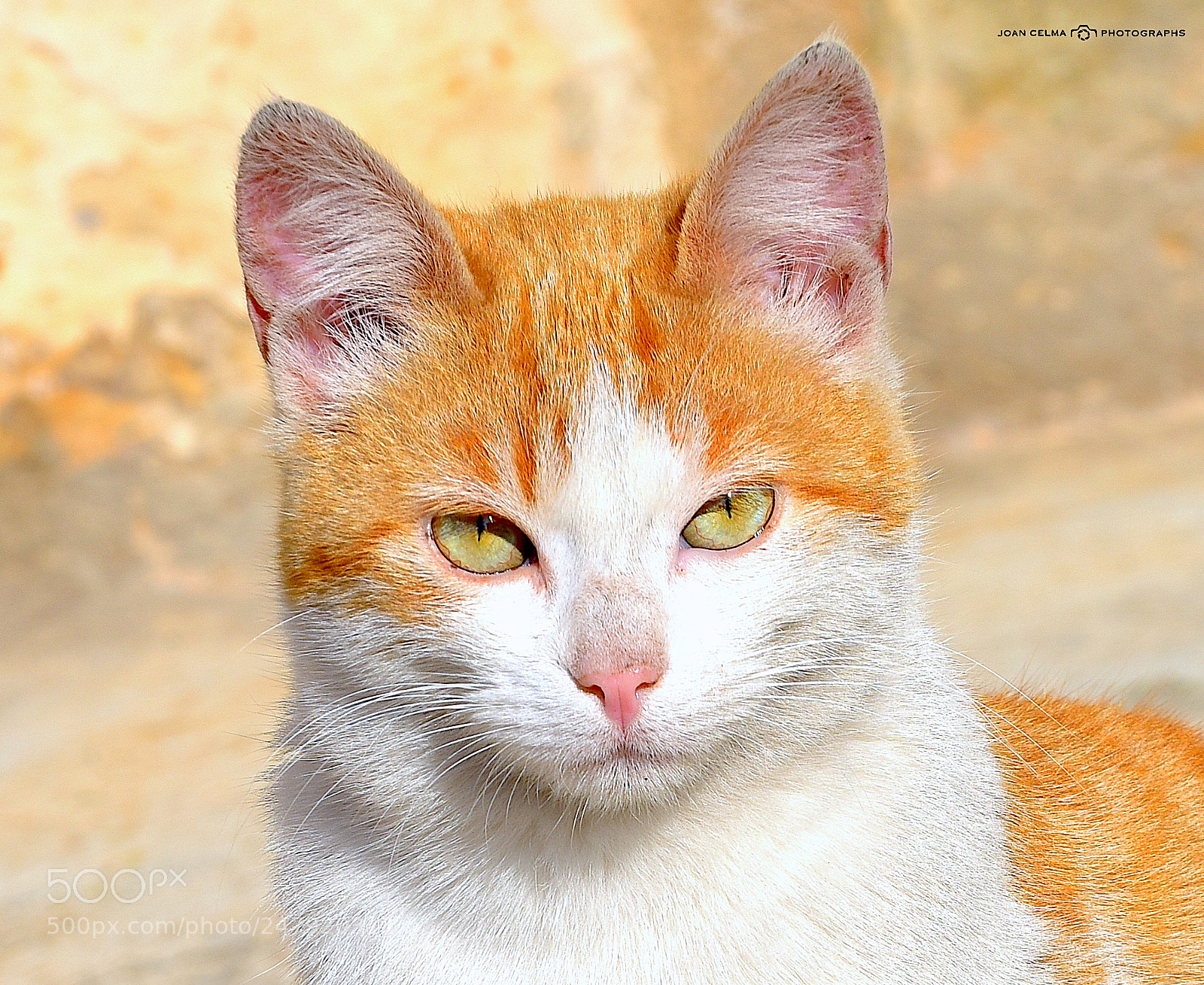 Nikon D810 sample photo. Mimi photography