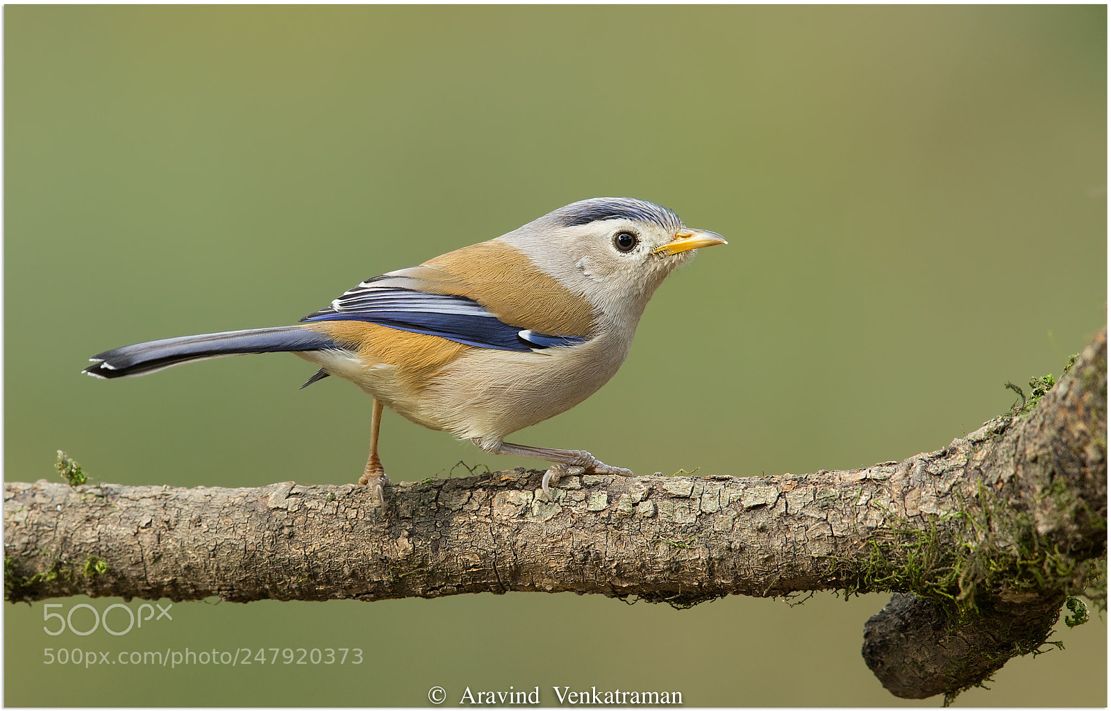 Canon EOS-1D X sample photo. Blue-winged minla photography