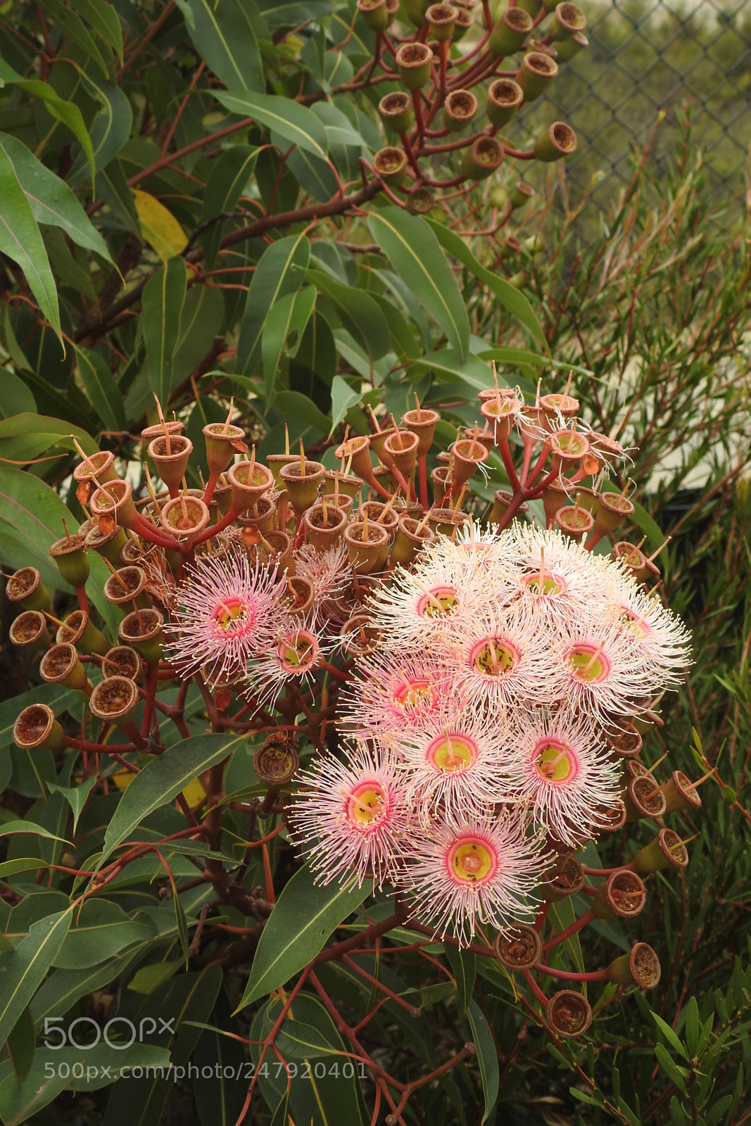 Nikon Coolpix P900 sample photo. Corymbia photography