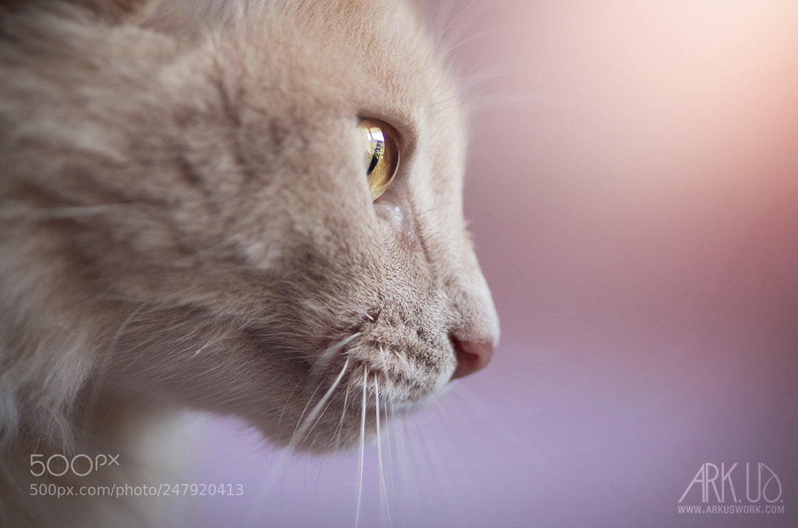 Pentax K-5 II sample photo. Creme photography