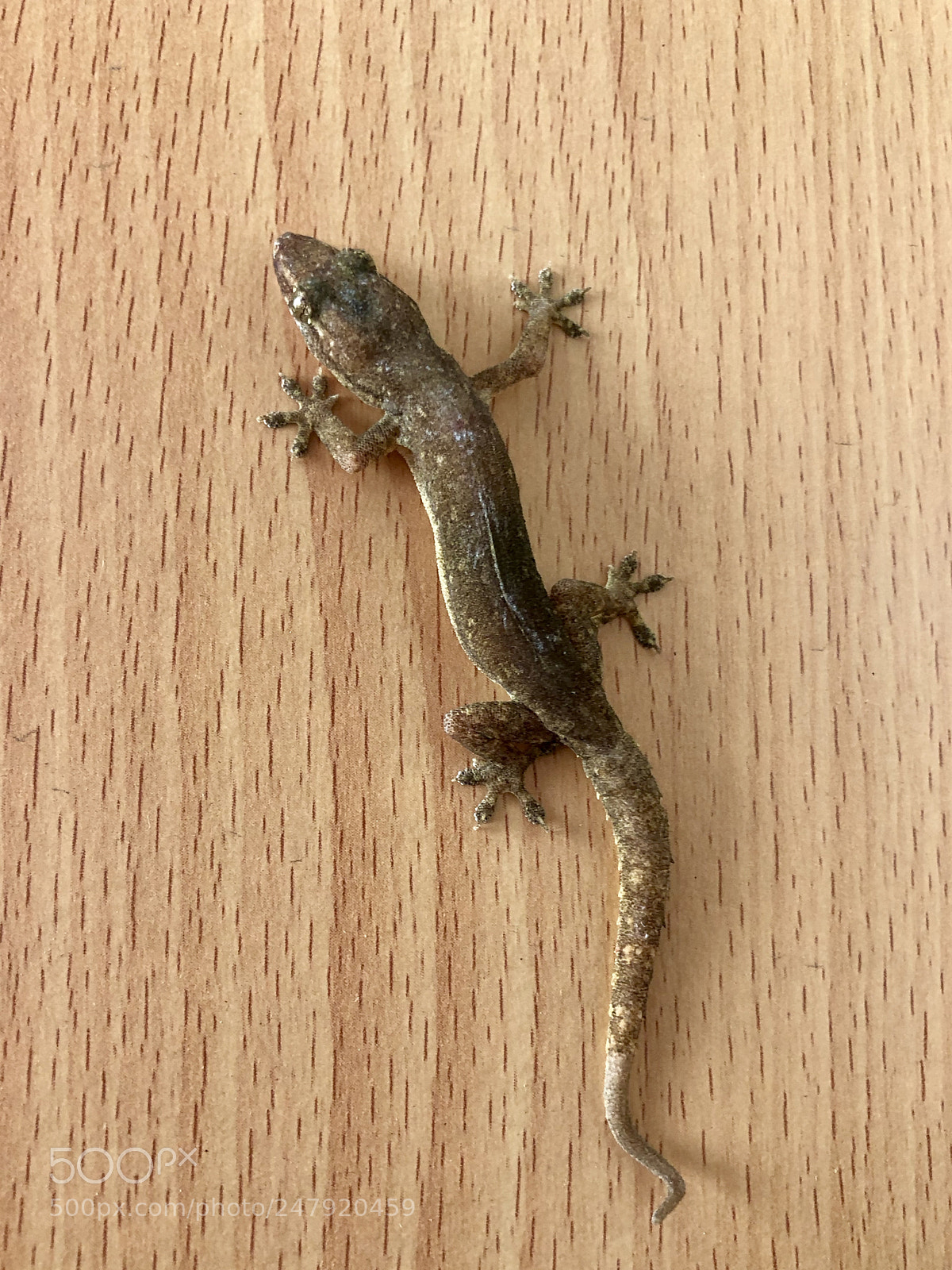 Apple iPhone X sample photo. 壁虎 photography