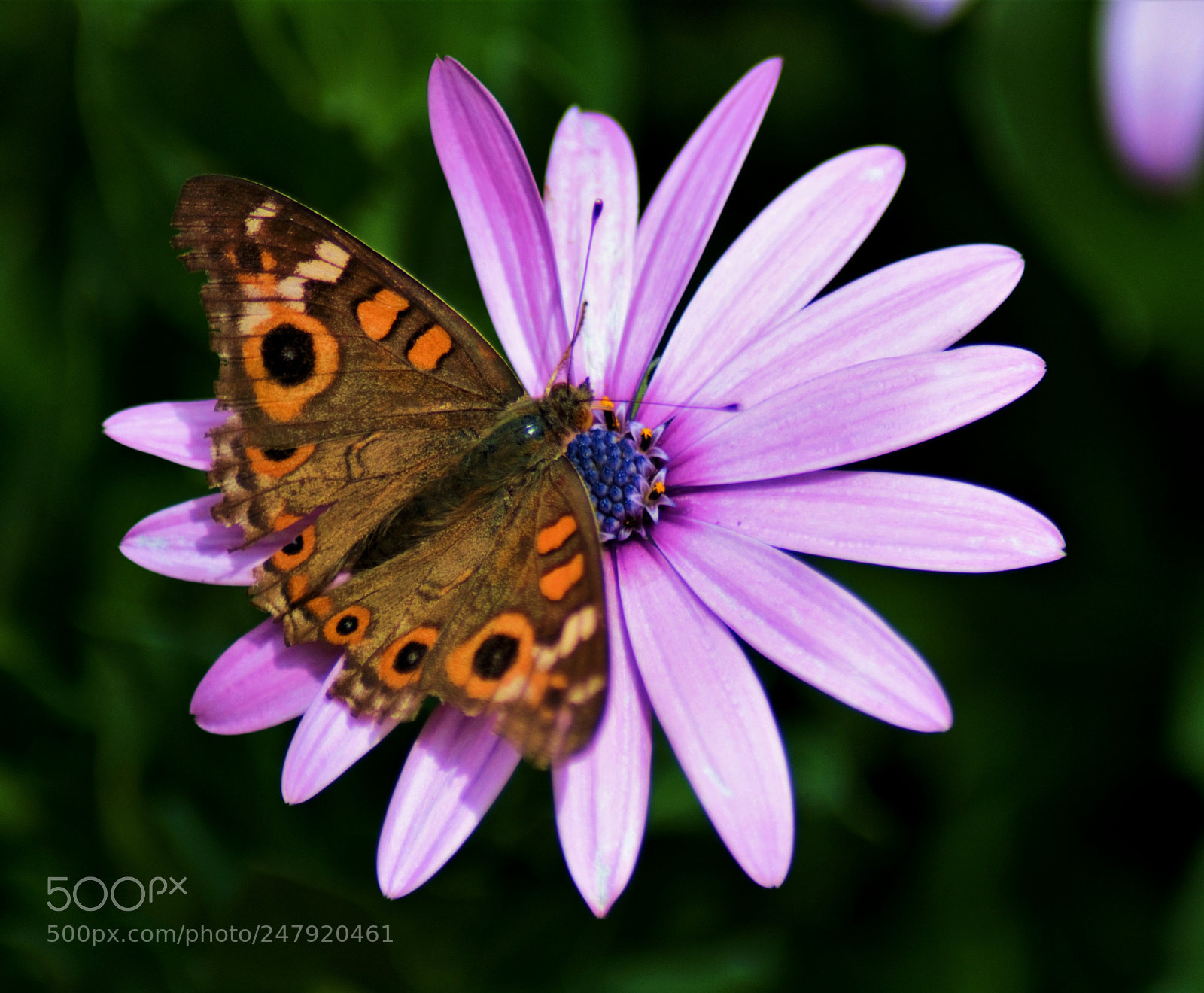 Nikon D5200 sample photo. The butterfly photography