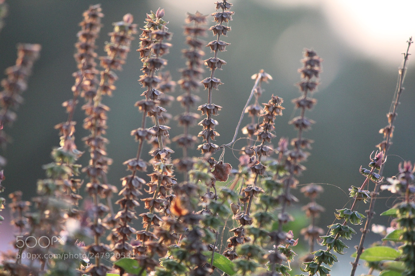 Canon EF-S 55-250mm F4-5.6 IS II sample photo. [] photography