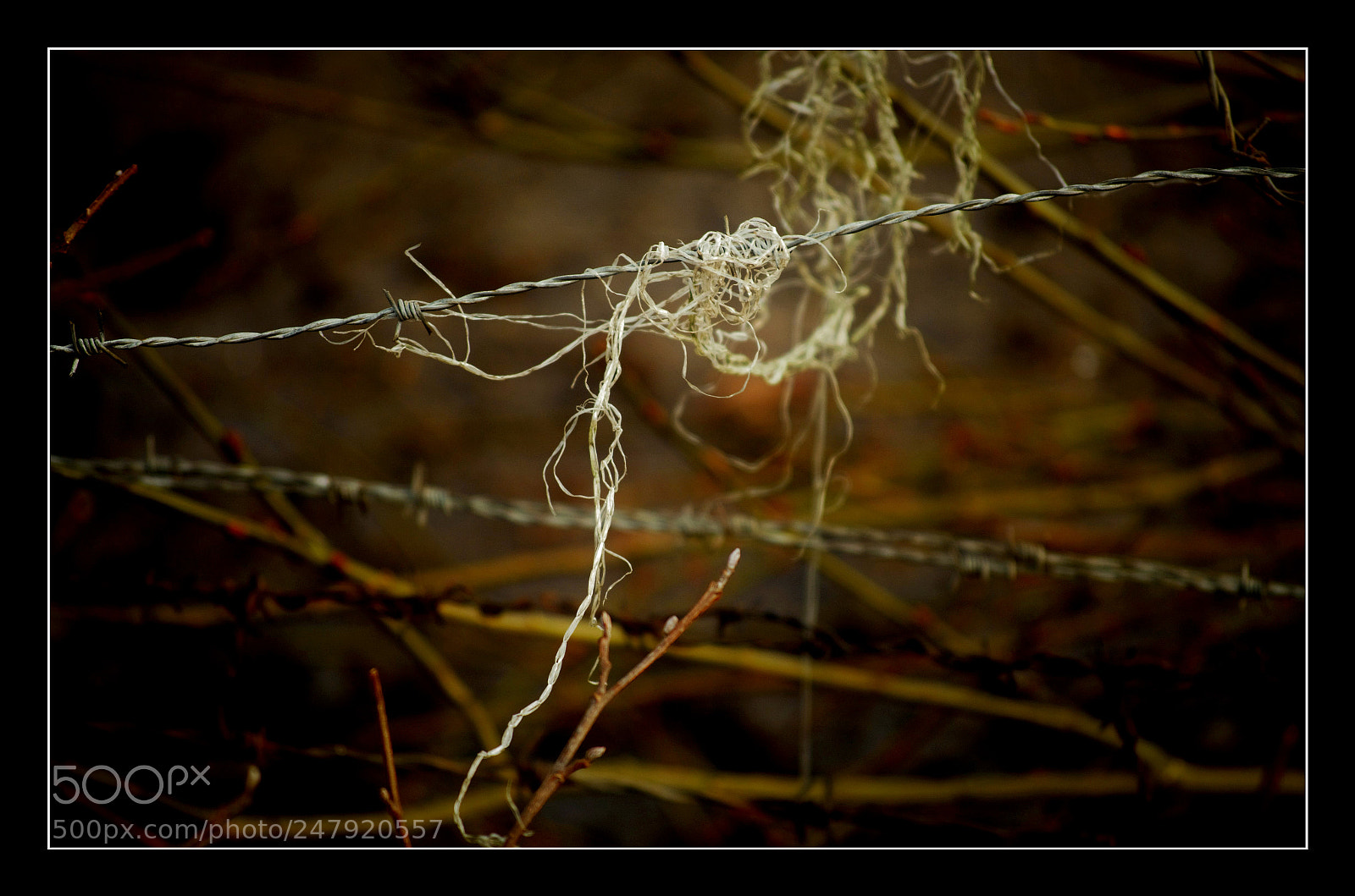 Nikon D5100 sample photo. Hanging photography